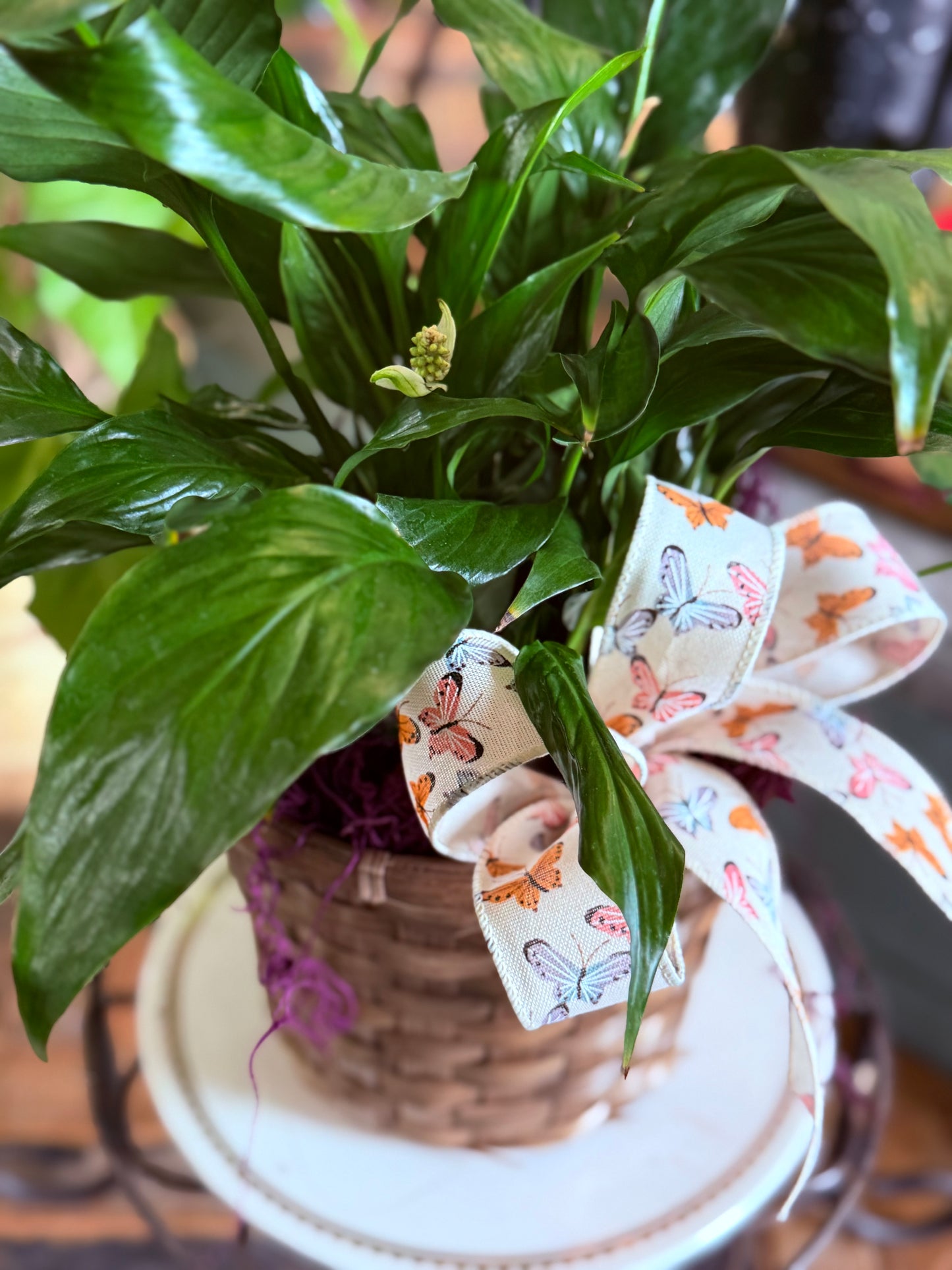 Butterfly lily