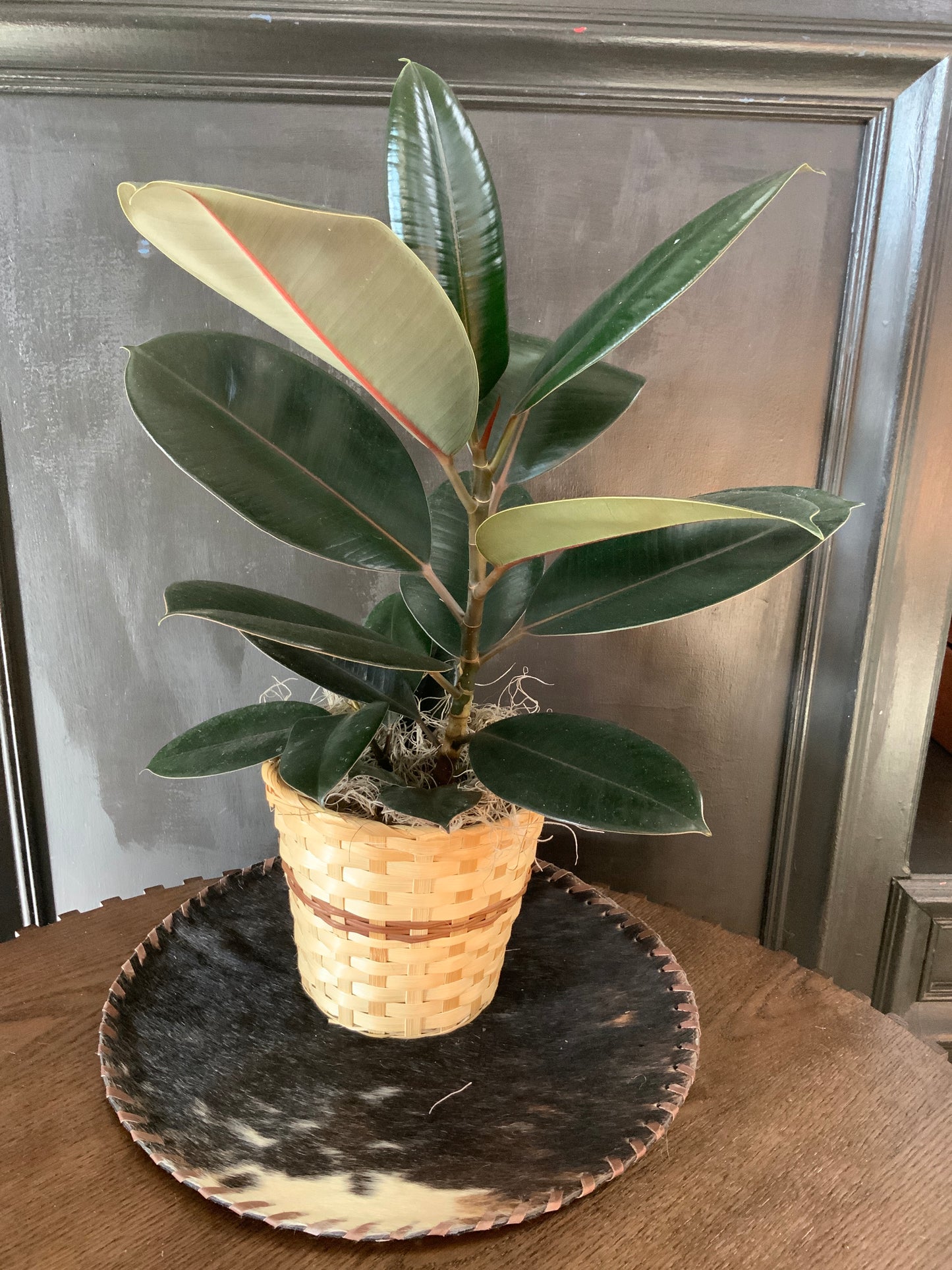 Deepest condolences plant