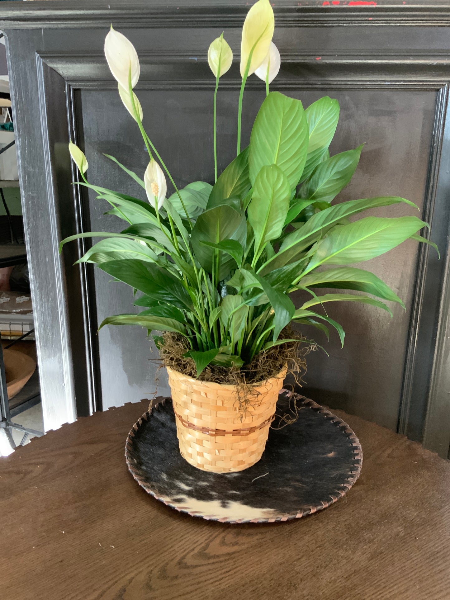 Much love peace lily