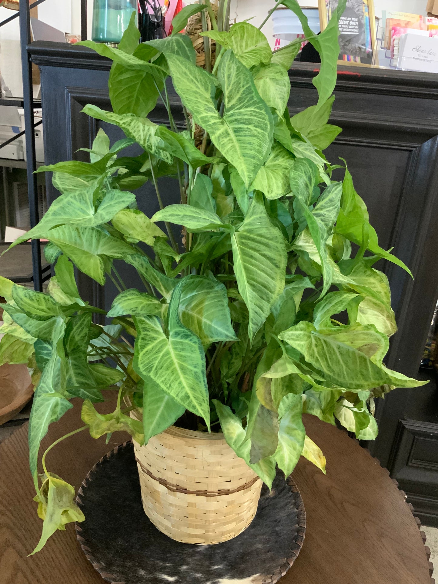 Nephthytis pole 8”