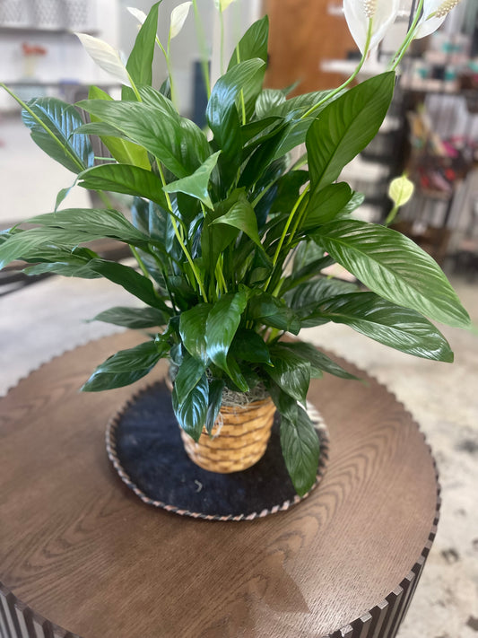 Peace Lily