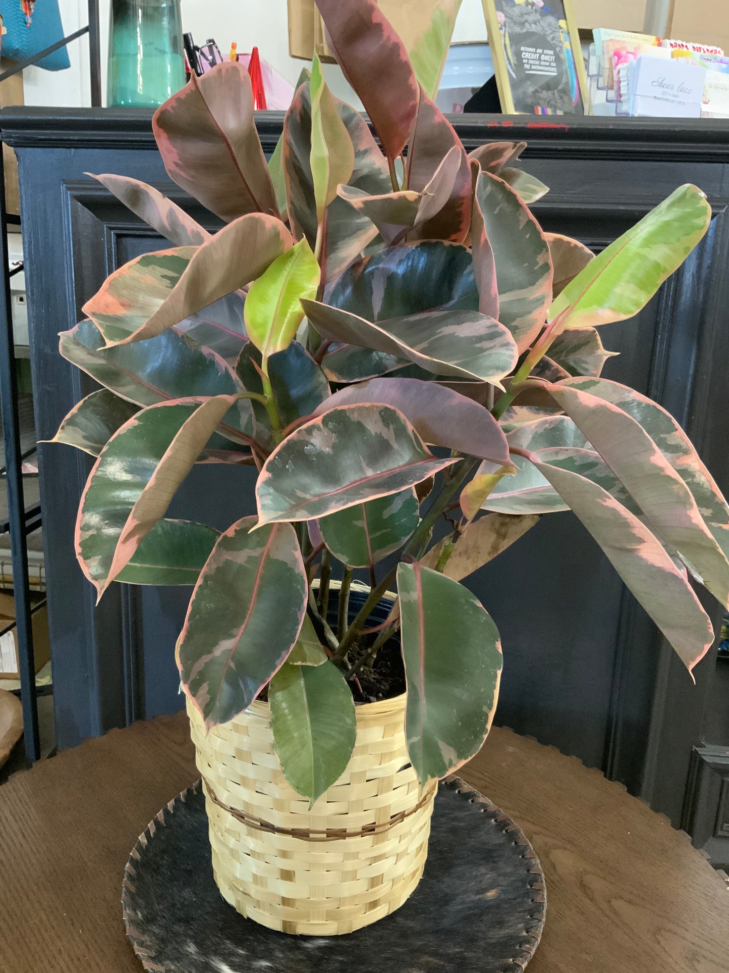 Rubber tree verigated