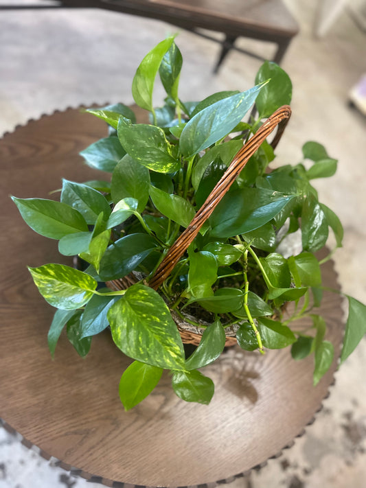 Golden Pothos plant