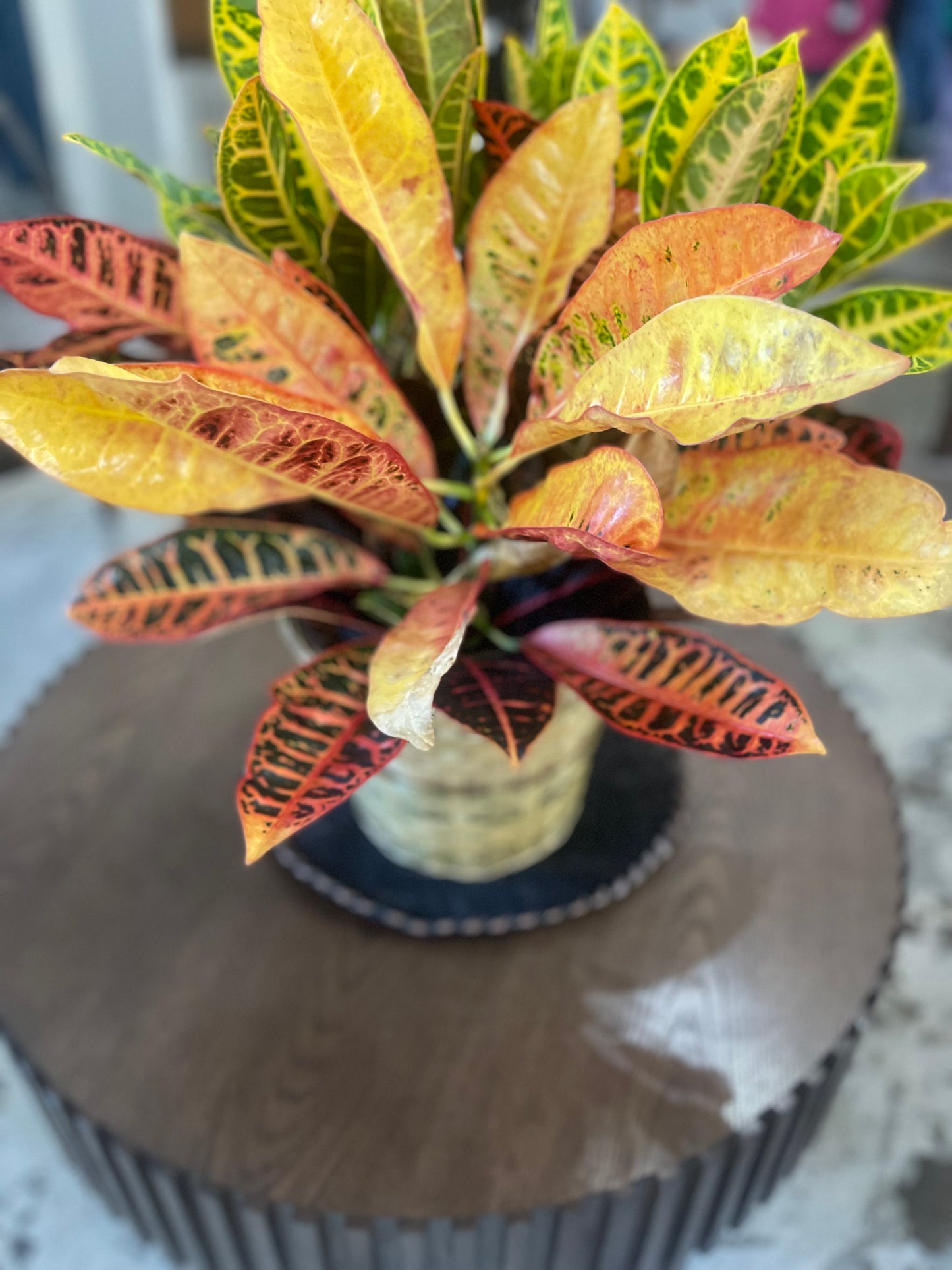 Croton plant