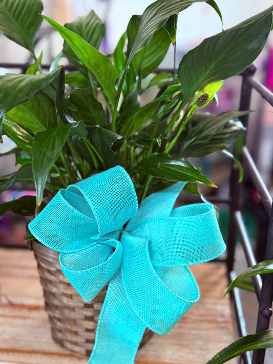 Peace lily