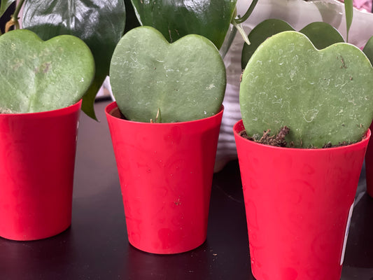 Heart cactus