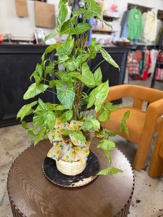 Nephthytis pole 8”