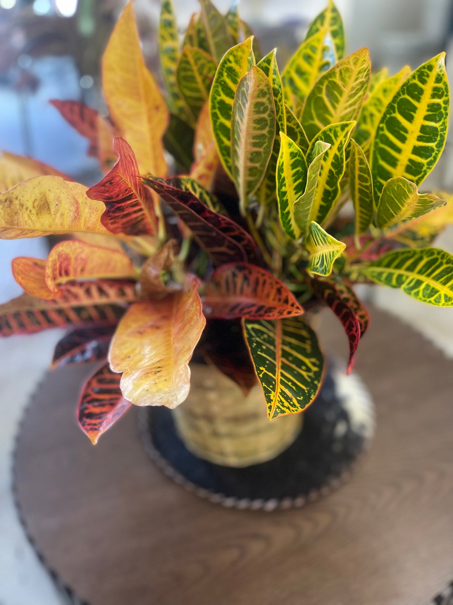 Croton plant