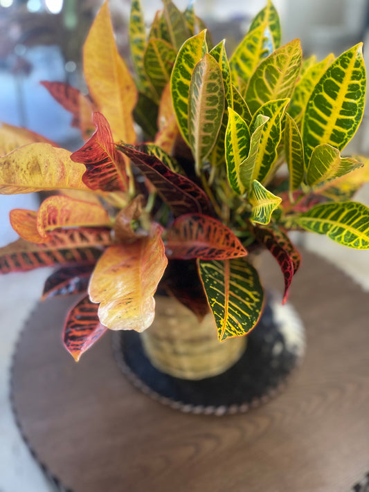 Croton plant