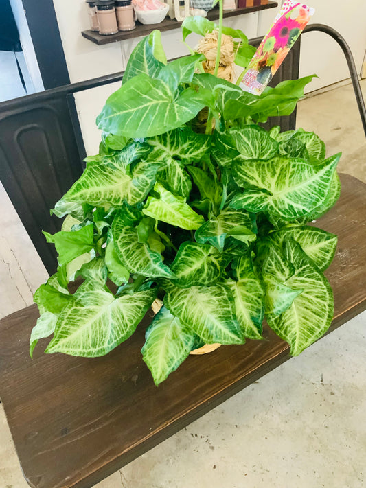 Sympathy plant